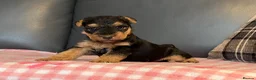Welsh Terrier dogs for sale: STUNNING WELSH TERRIER PUPPIES AVAILABLE  - Advert 12