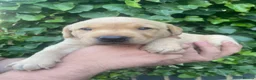 Labrador Retriever dogs for sale: FTCh KG Reg Labrador Puppies - Advert 6