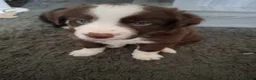 Border Collie dogs for sale: Brown and white male border collie in Exeter - Advert 1