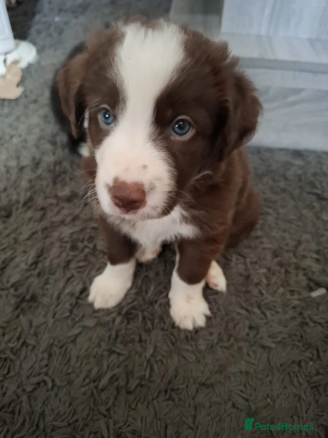 Border Collie dogs for sale: Brown and white male border collie in Exeter - Advert 1