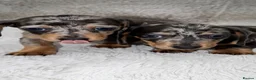 Dachshund dogs for sale: Dachshund Puppies  in Guildford - Advert 2