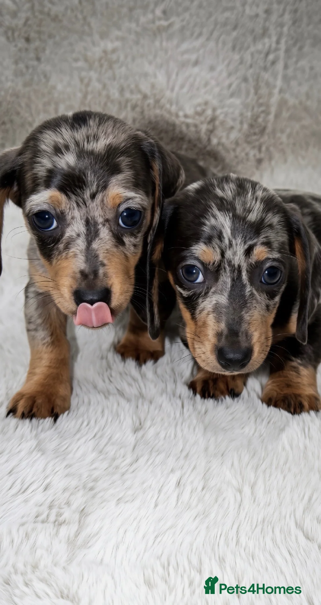 Dachshund dogs for sale: Dachshund Puppies  in Guildford - Advert 2