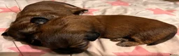 Mixed Breed dogs for sale: Miniature Daschund x 1/8th Border Terrier Puppies in Grantham - Advert 6