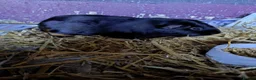 Guinea Pig rodents for sale: Males and females guinea pigs  - Advert 7