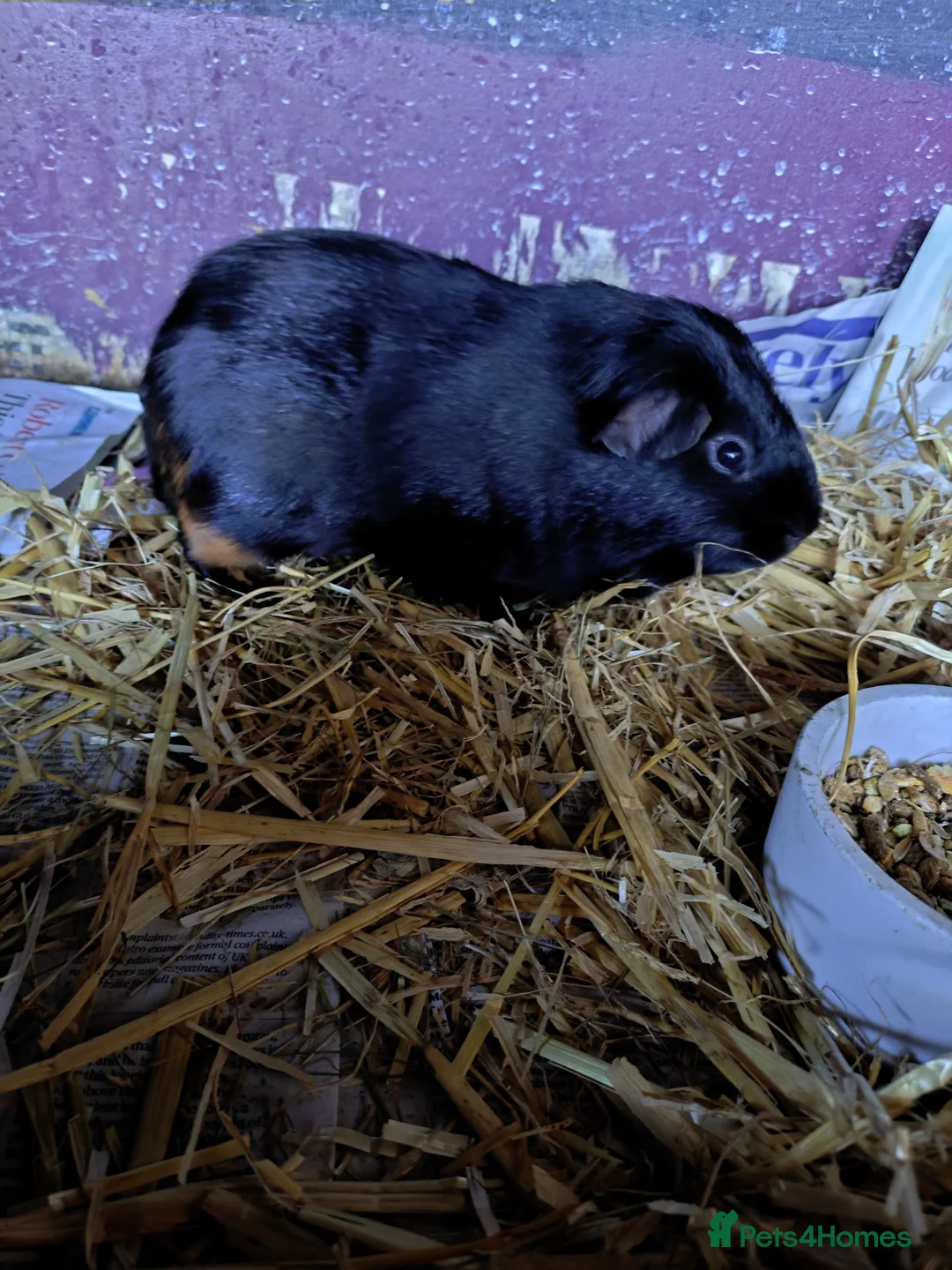 Guinea Pig rodents for sale: Males and females guinea pigs  - Advert 7