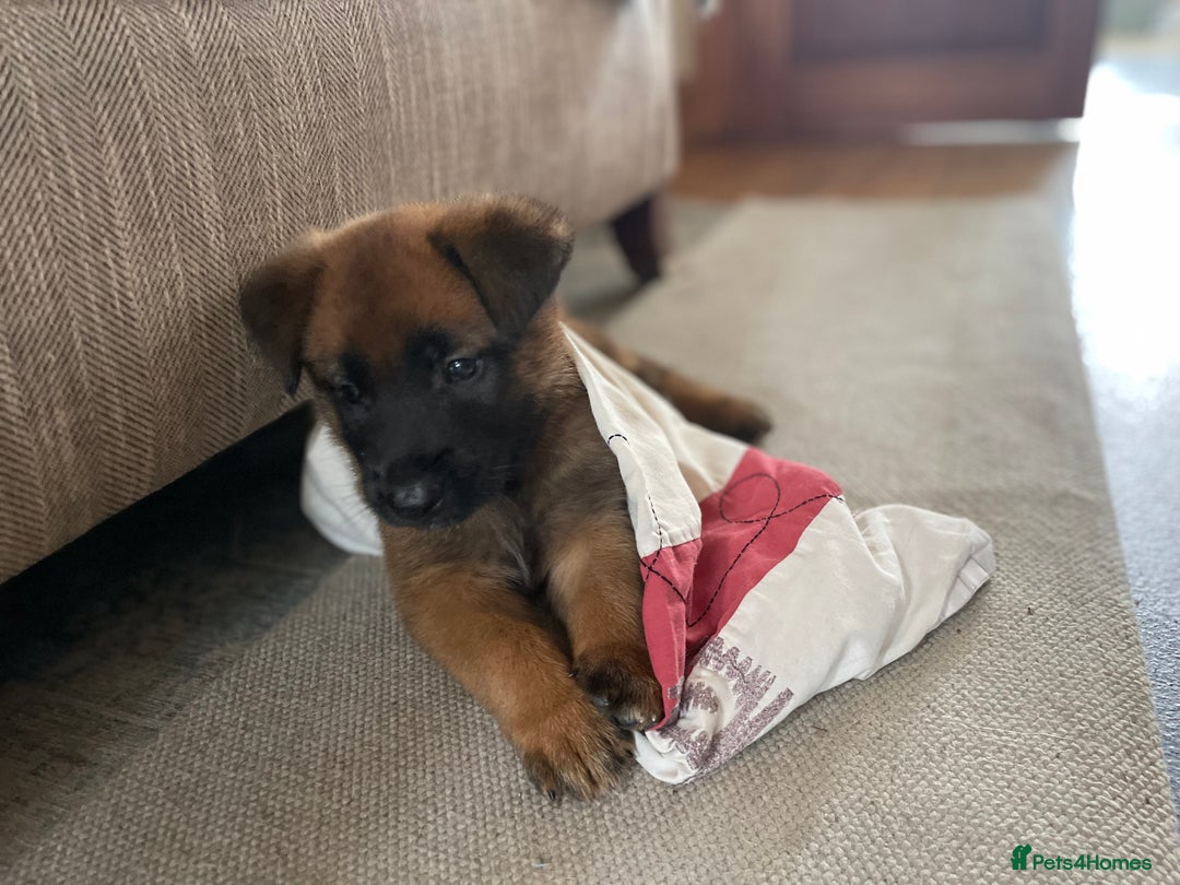 Belgian Shepherd Dog dogs for sale: KC registered Male Belgian Malinois pup  in Leeds - Image 5