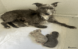 Whippet dogs for sale: Fawn Bedlington Whippet puppy - Image 12