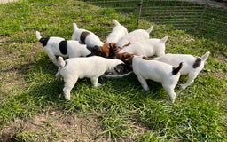 Jack Russell dogs for sale: Jack Russell puppies - Image 1