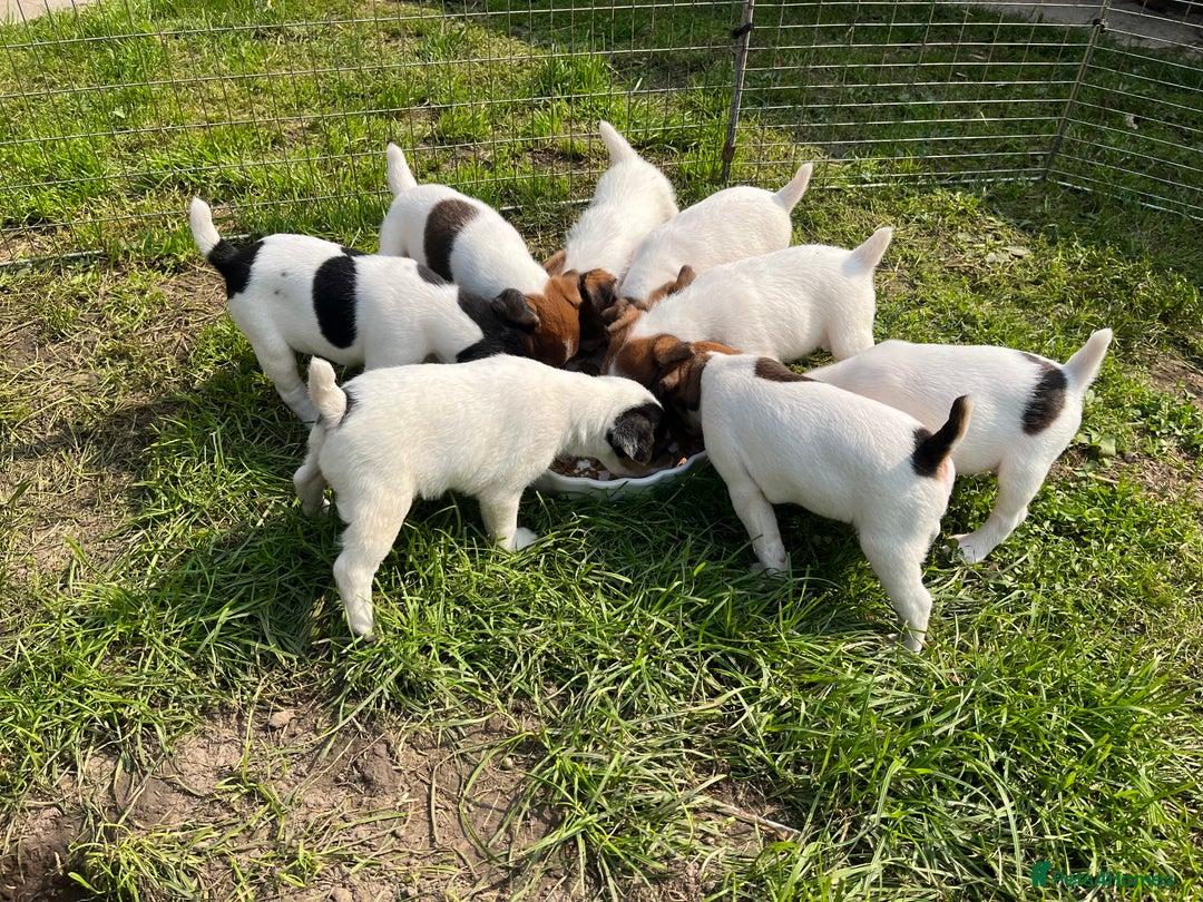 Jack Russell dogs for sale: Jack Russell puppies - Image 1