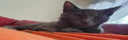 Mixed Breed cats for sale:  Fluffy Kittens ready for their forever homes - Advert 4