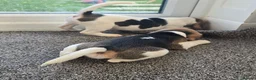 Beagle dogs for sale: 1 beautiful male beagle puppy in Leeds - Advert 6
