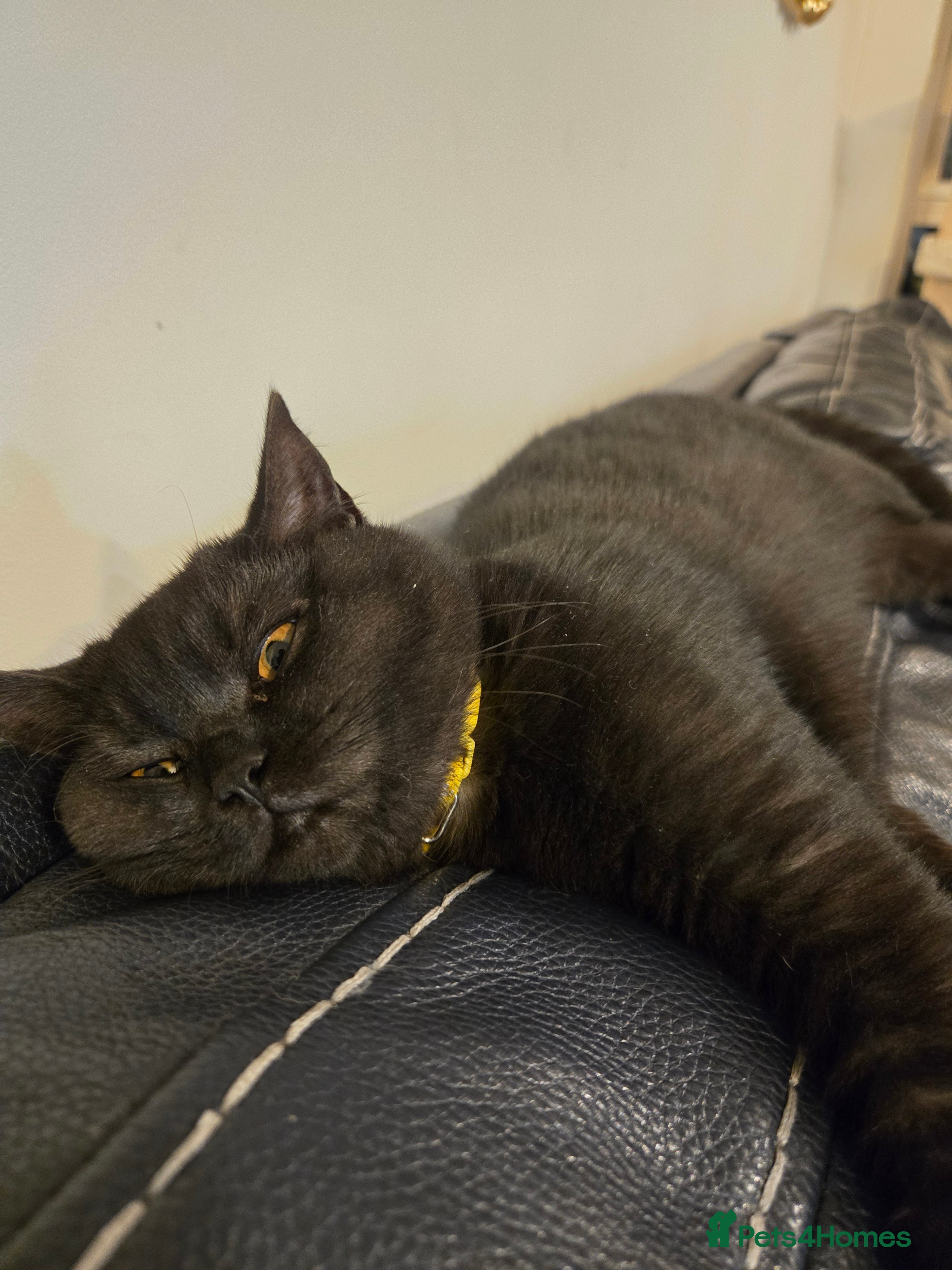 British Shorthair cats British shorthair STUNNING black kitten - Advert 5