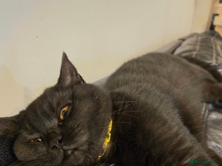 British Shorthair cats British shorthair STUNNING black kitten - Advert 5