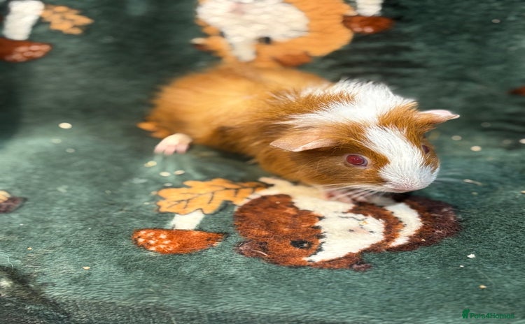 Guinea Pig rodents - Advert 14