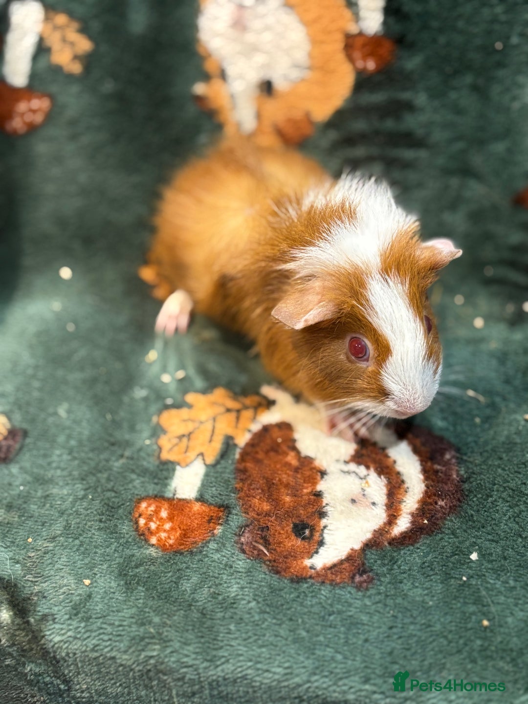 Guinea Pig rodents for sale: 5 sweet boars - Image 1