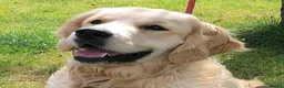 Golden Retriever dogs for sale: Waiting list open - Advert 2