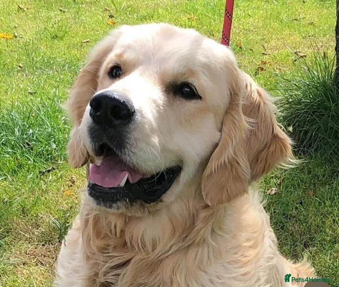 Golden Retriever dogs for sale: Waiting list open - Advert 2