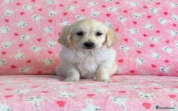 Golden Retriever dogs for sale: Beautiful golden retriever puppies for sale  - Image 14