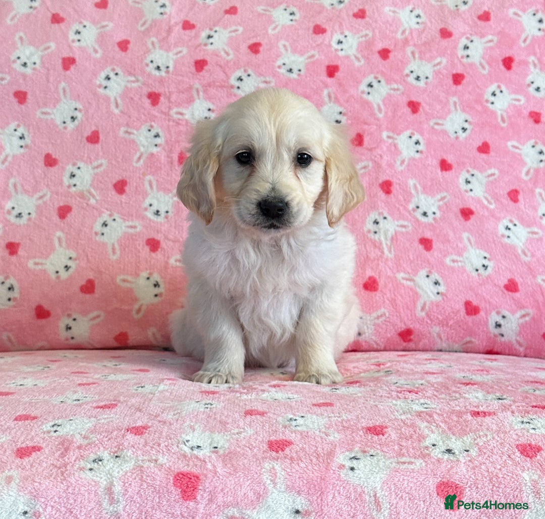 Golden Retriever dogs for sale: Beautiful golden retriever puppies for sale  - Image 14