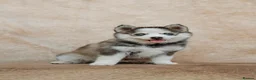 Pomsky dogs for sale: F4 Pomsky Puppies - 2 blue eyed girls left  - Advert 1
