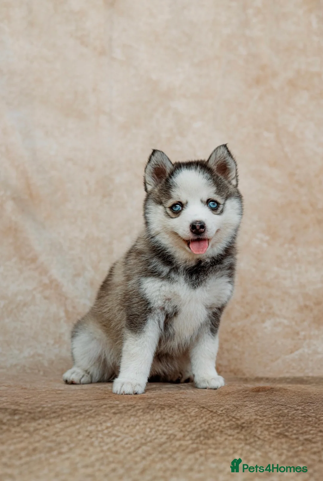 Pomsky dogs for sale: F4 Pomsky Puppies - 2 blue eyed girls left  - Advert 1