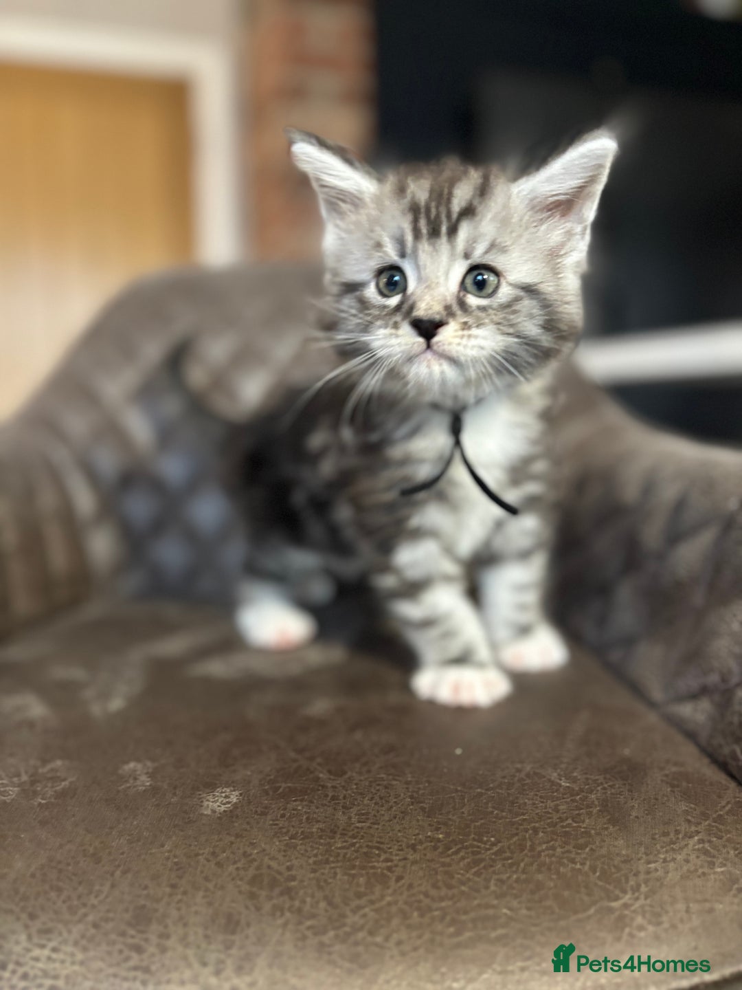 Maine Coon cats for sale: Maine Coon Kittens - Ready early Feb - Advert 4