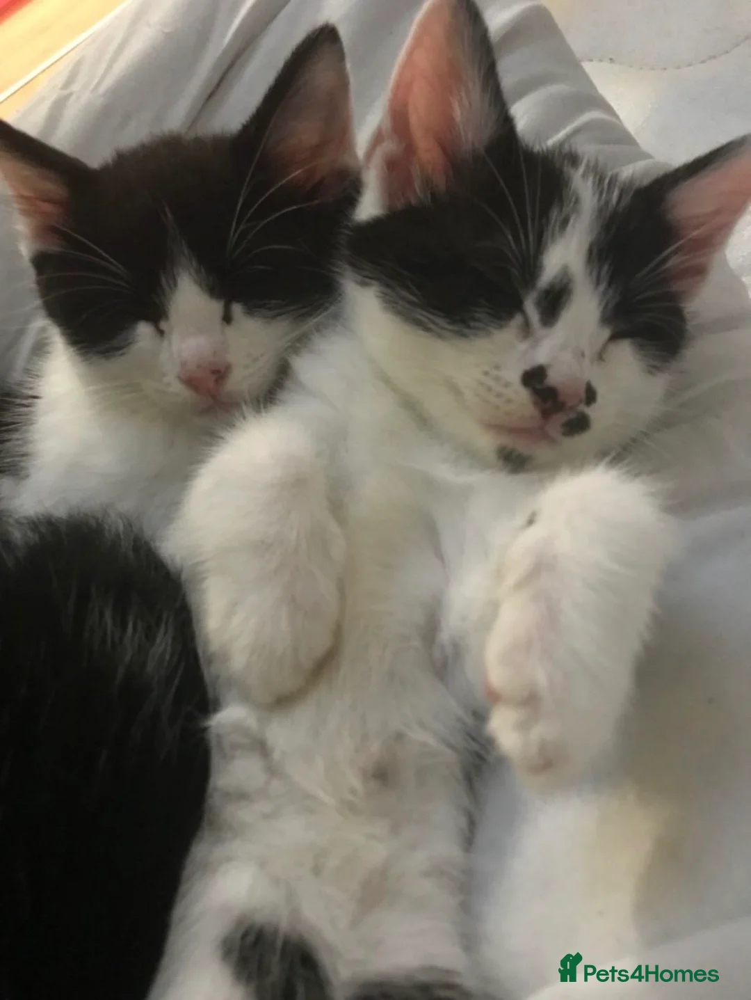 Mixed Breed cats for sale: Sweet and fluffy kitten - Advert 2