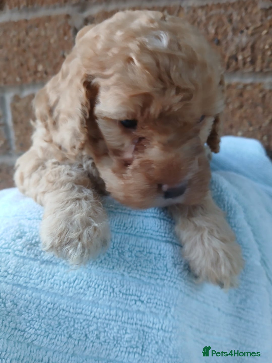 Cockapoo dogs for sale: READY NOW 5* F2B Apricot Merle Cockapoos - Image 13