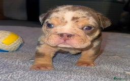 English Bulldog dogs for sale: English bulldog puppies - Image 14
