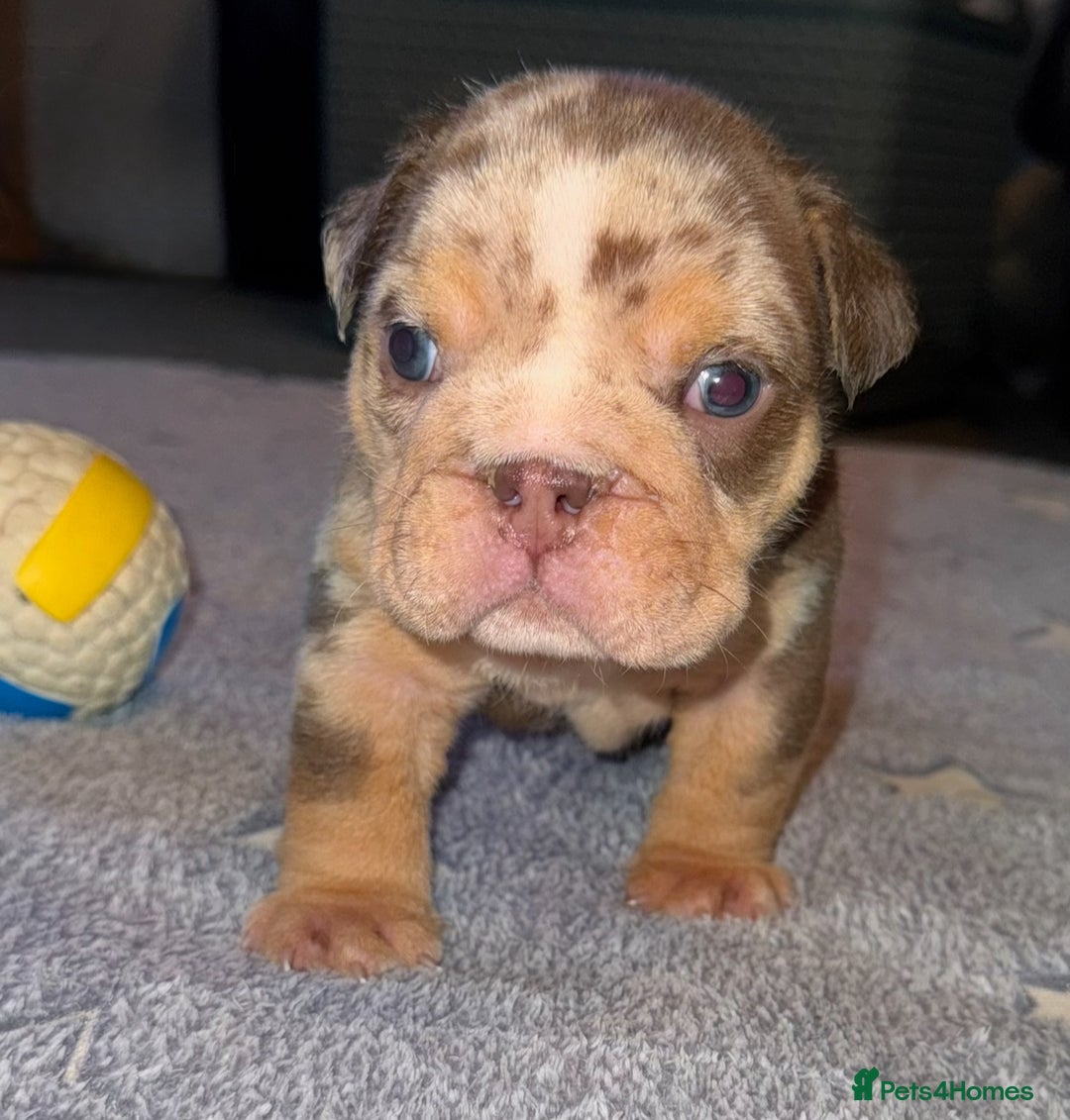 English Bulldog dogs for sale: English bulldog puppies - Image 14