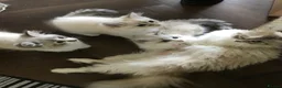 Siberian cats for sale: Siberian GCCF 2 males ready now  - Advert 3