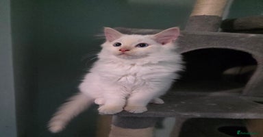 Ragdoll cats - Advert 4