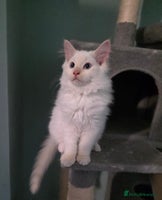 Ragdoll cats - Advert 4