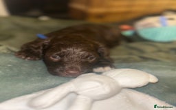 Cavapoo dogs for sale: ✨🌈 Rare Chocolate & Multicoloured Curly Cavapoos - Image 23