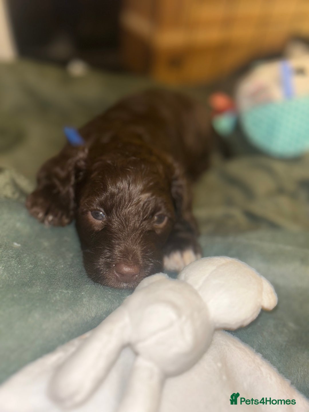 Cavapoo dogs for sale: ✨🌈 Rare Chocolate & Multicoloured Curly Cavapoos - Image 23