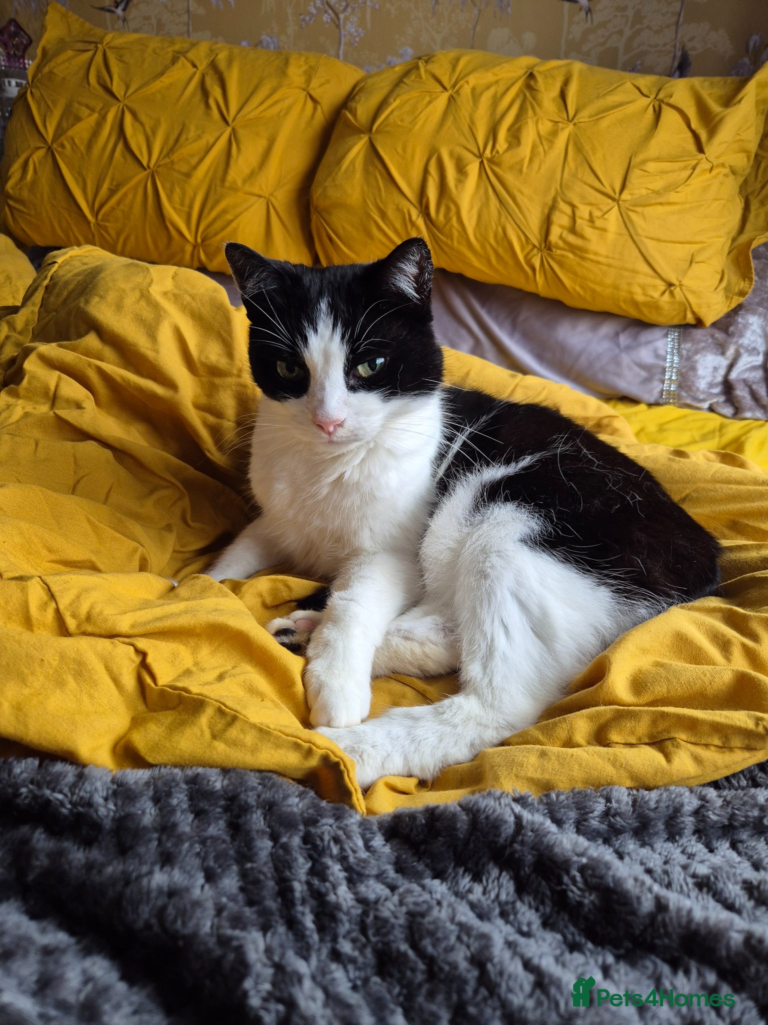 Mixed Breed cats Harvey - Advert 8