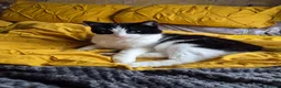 Mixed Breed cats for sale: Harvey - Advert 1