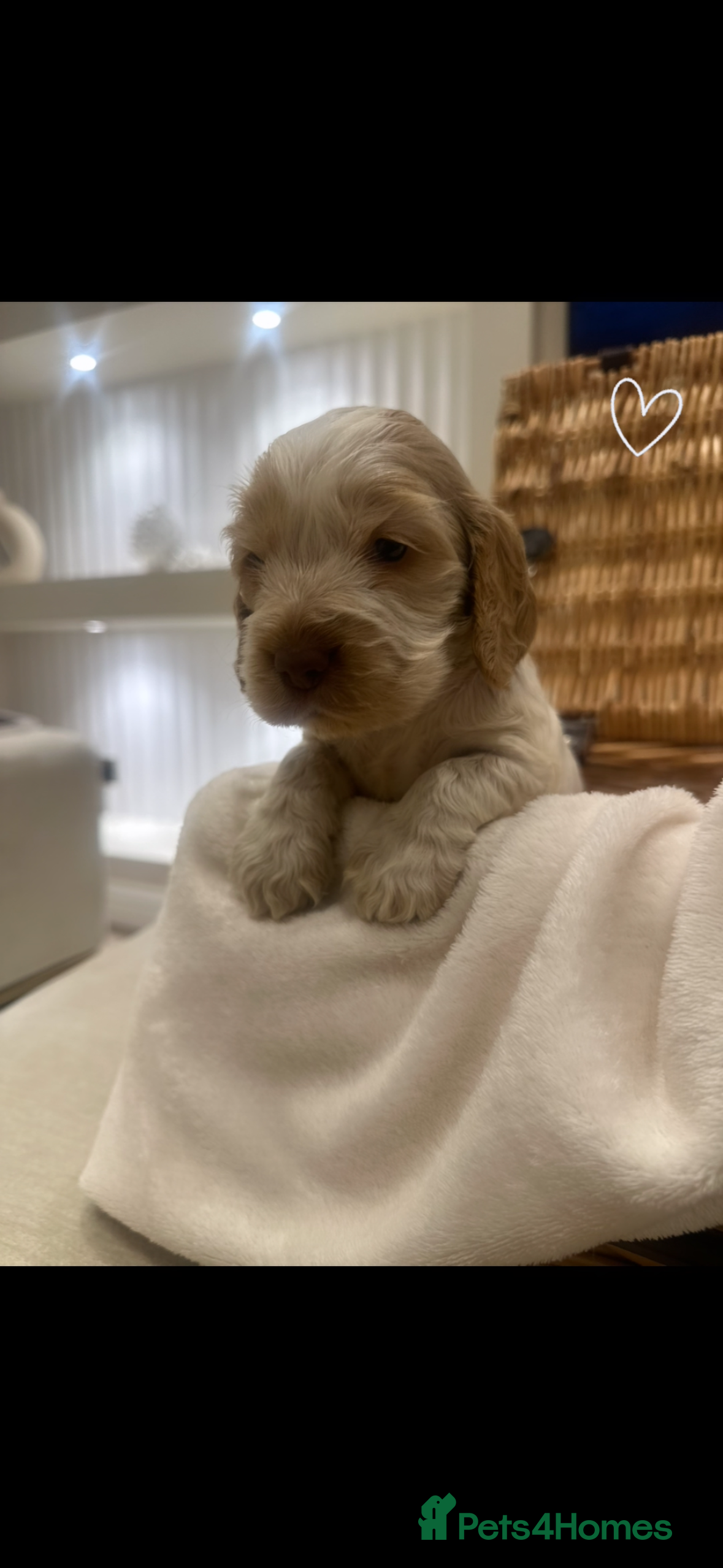 Cocker Spaniel dogs Show Type Cocker Spaniels Health Tested parent - Advert 2