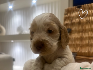 Cocker Spaniel dogs Show Type Cocker Spaniels Health Tested parent - Advert 2