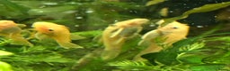 Plecos fish for sale: L144 Blue Eyed Bristlenose Pleco size 3 cm - Advert 9