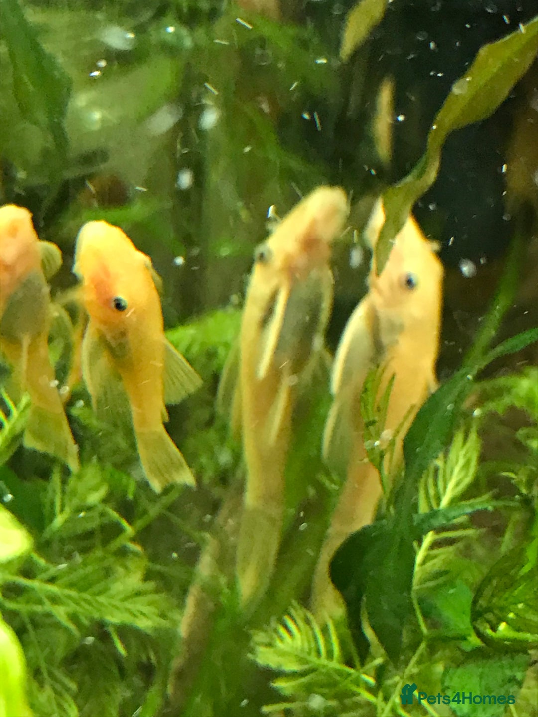 Plecos fish for sale: L144 Blue Eyed Bristlenose Pleco size 3 cm - Image 8