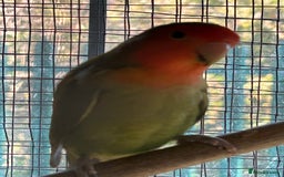 Lovebirds birds for sale: Peach faced love birds - Image 2