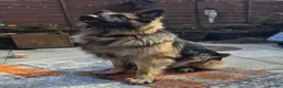 German Shepherd dogs for stud: Health and Generic tested KCReg GSD stud - Advert 3