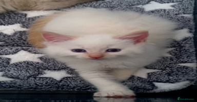 Ragdoll cats - Advert 6