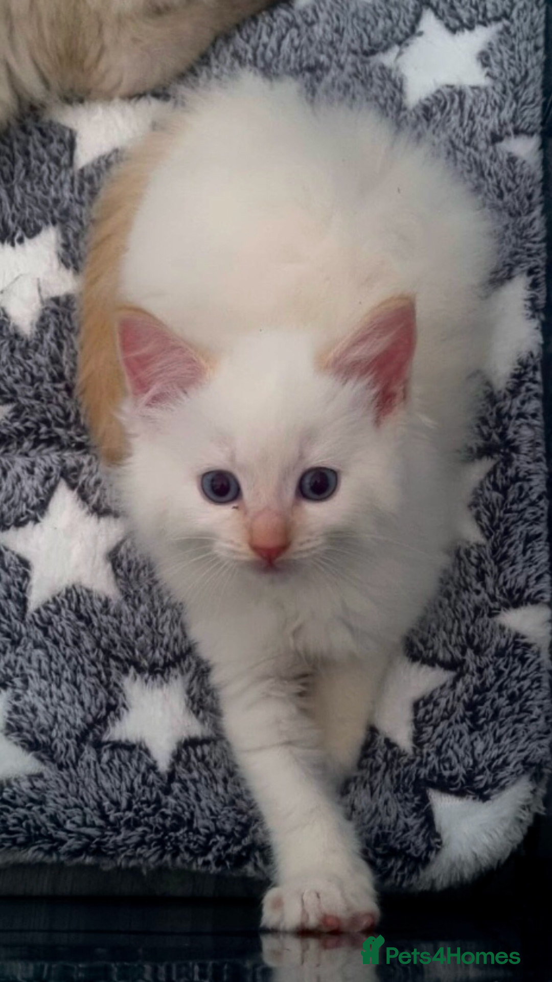 Ragdoll cats for sale: Stunning Big Rare Flame Point Ragdoll Kitten  - Image 4