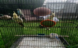 Cockatiels birds for sale: 2 Cockatiels & 2 Budgies with Cage in Preston - Image 16