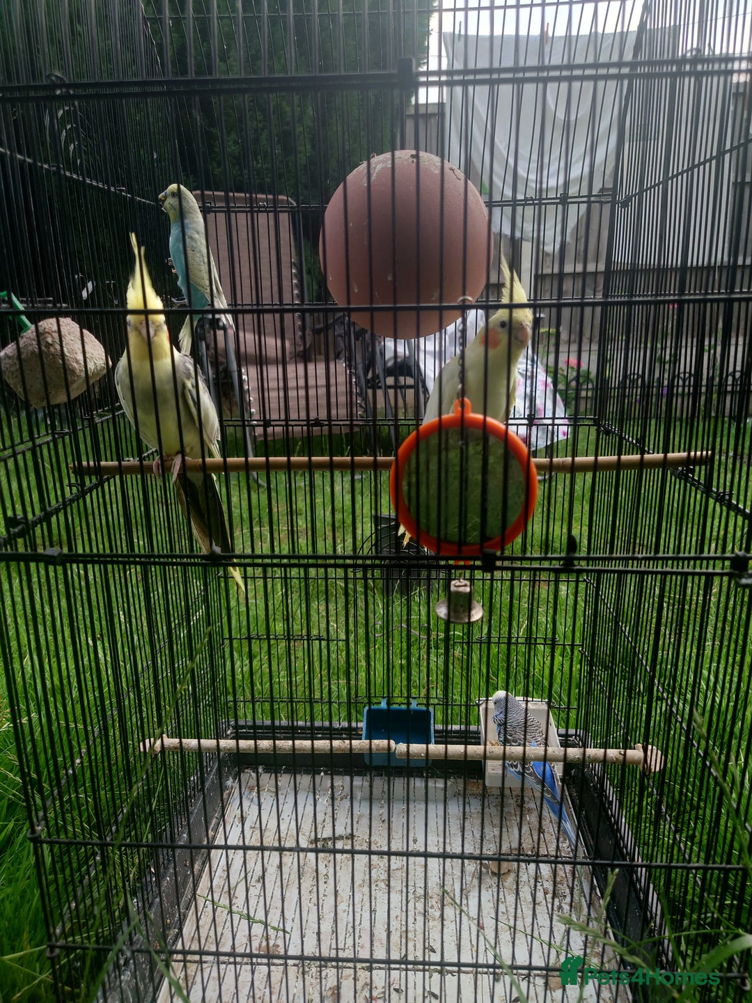 Cockatiels birds for sale: 2 Cockatiels & 2 Budgies with Cage in Preston - Image 16