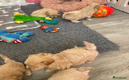 Maltipoo dogs for sale: Beautiful Apricot Maltipoo puppies. - Image 30