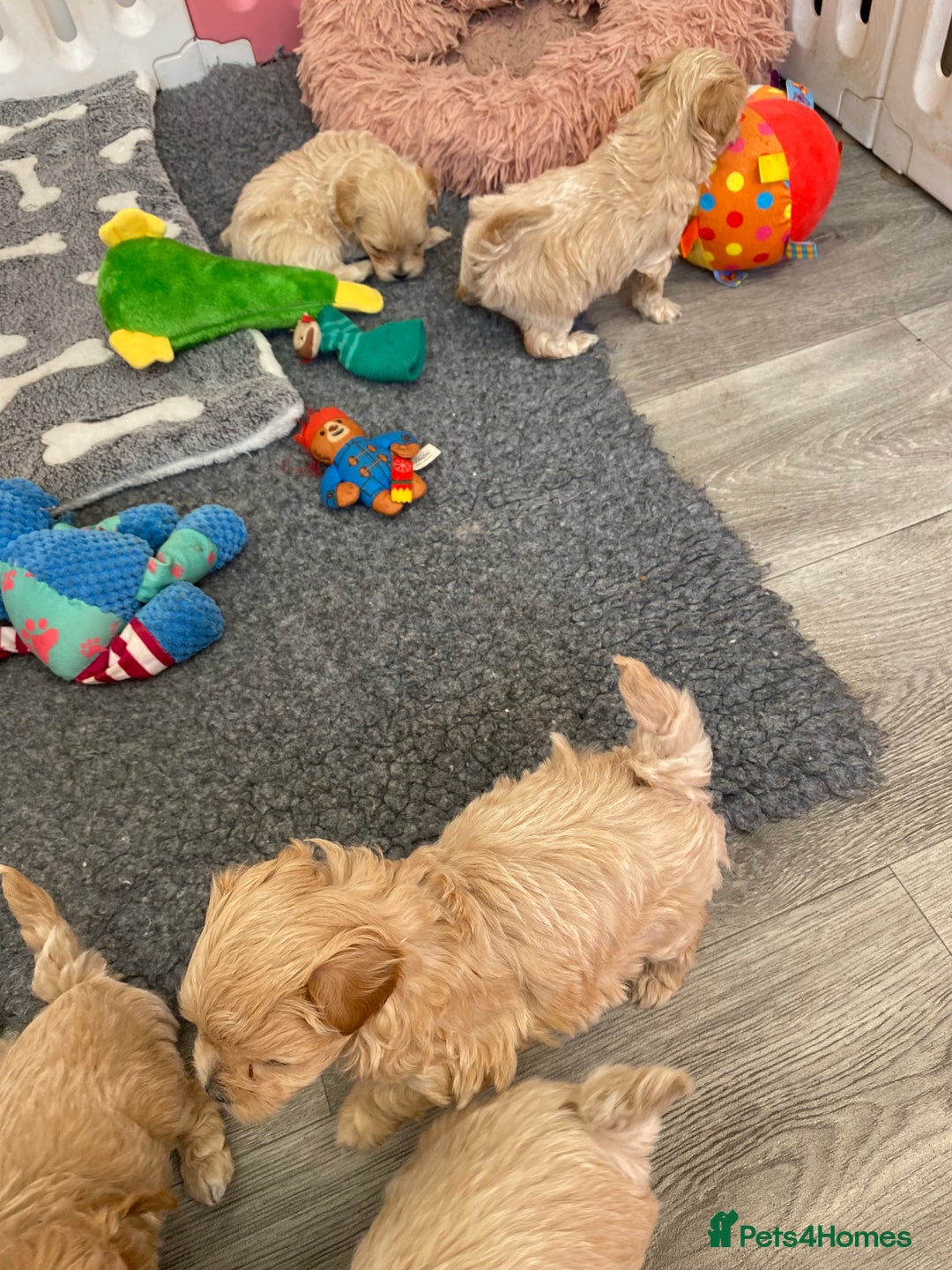 Maltipoo dogs for sale: Beautiful Apricot Maltipoo puppies. - Image 30