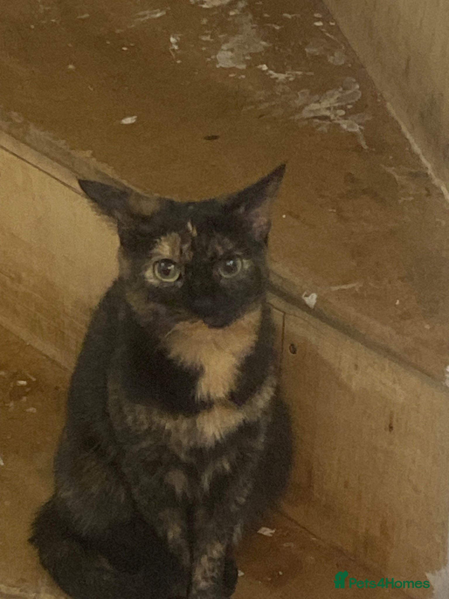 Mixed Breed cats Tortoise shell female cat - Advert 1